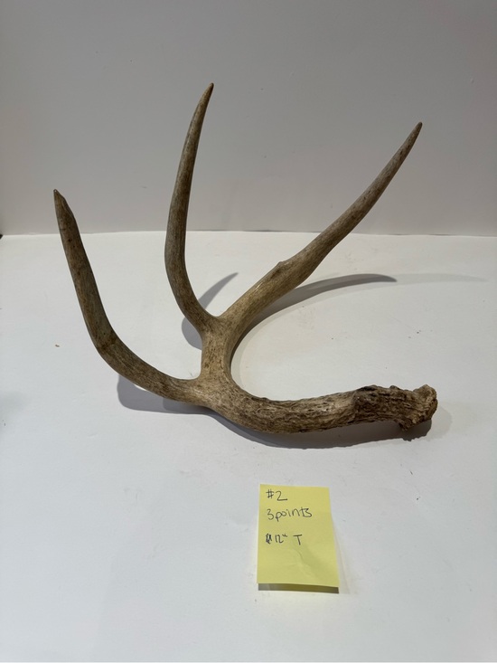 Other - Real Natural Deer Antler Shed | Rustic Cabin & Farmhouse Decor Accent